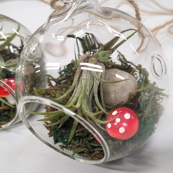 Terrarium de plantes aériennes aux champignons
