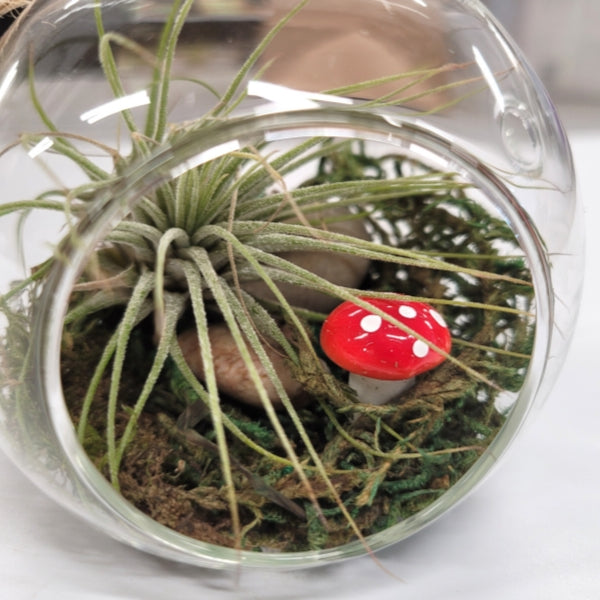 Terrarium de plantes aériennes aux champignons
