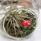 Terrarium de plantes aériennes aux champignons