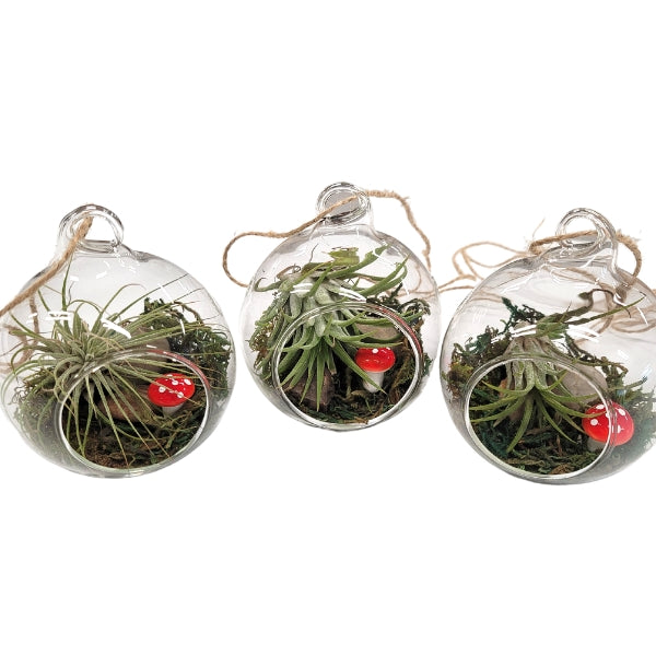 Terrarium de plantes aériennes aux champignons