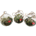 Terrarium de plantes aériennes aux champignons