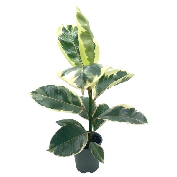Plant - Ficus Tineke 4"