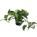 Plant - Pothos Marble Queen 3.5"