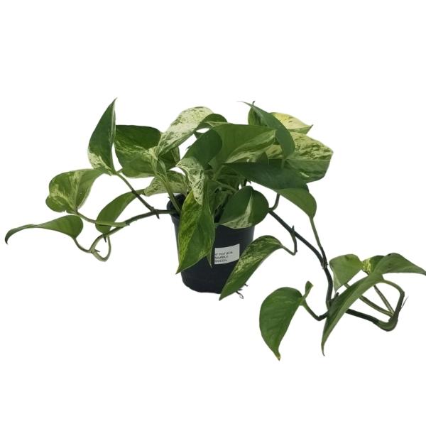 Plant - Pothos Marble Queen 3.5"