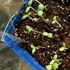 Flower Box - Thank You Zinnias - Mano Verde