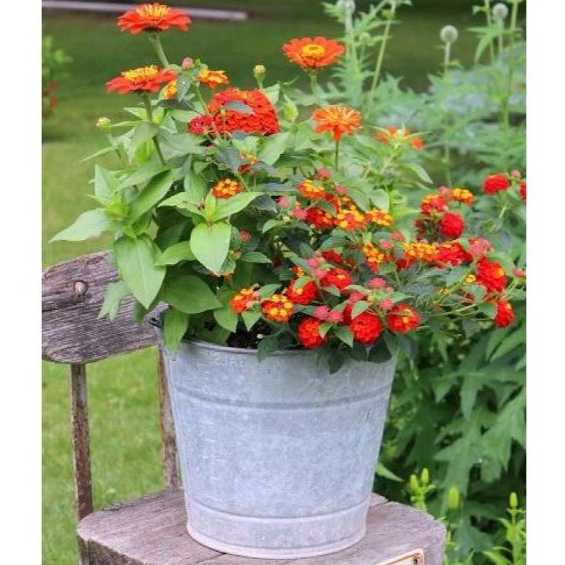 Flower Box - Thank You Zinnias - Mano Verde