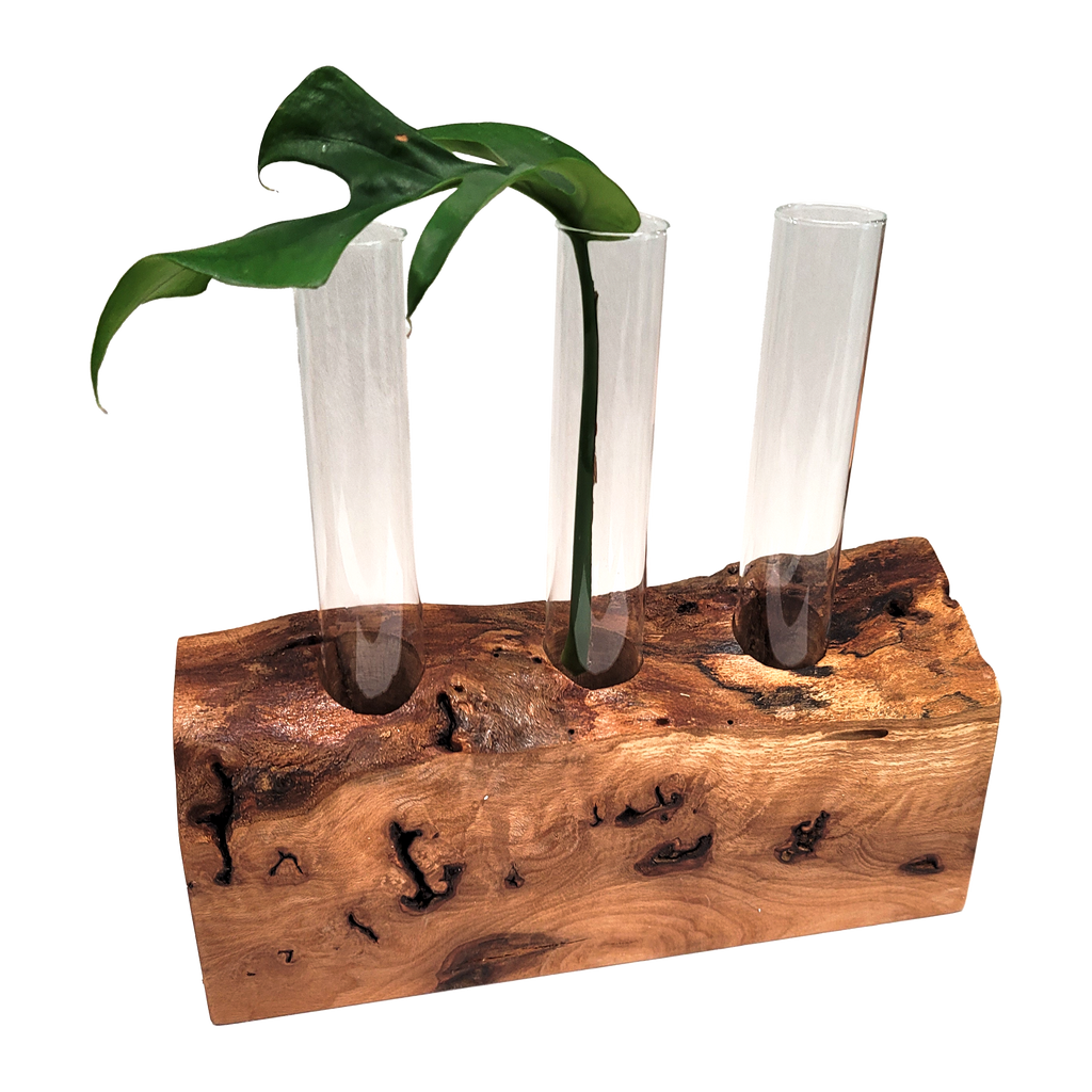 Live Edge Propagation Station with Plant