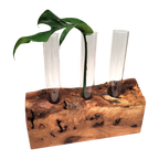 Live Edge Propagation Station with Plant