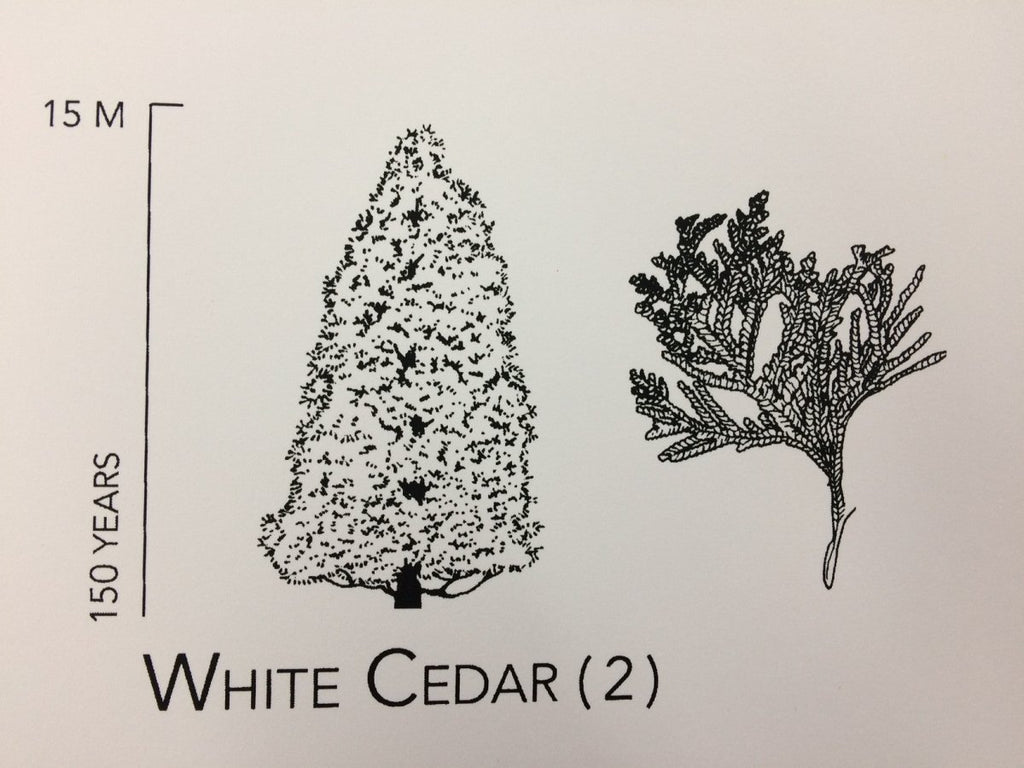 Trees of Ontario Print (18” x 24”) (Final Sale) - Maker House Co.