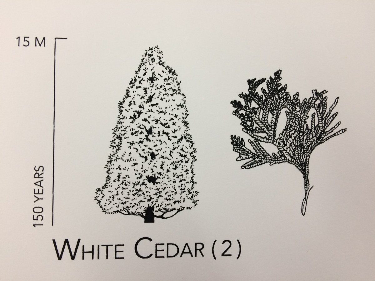 Trees of Ontario Print (18” x 24”) (Final Sale) - Maker House Co.