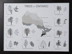 Trees of Ontario Print (18” x 24”) (Final Sale) - Maker House Co.