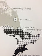 Trees of Ontario Print (18” x 24”) (Final Sale) - Maker House Co.