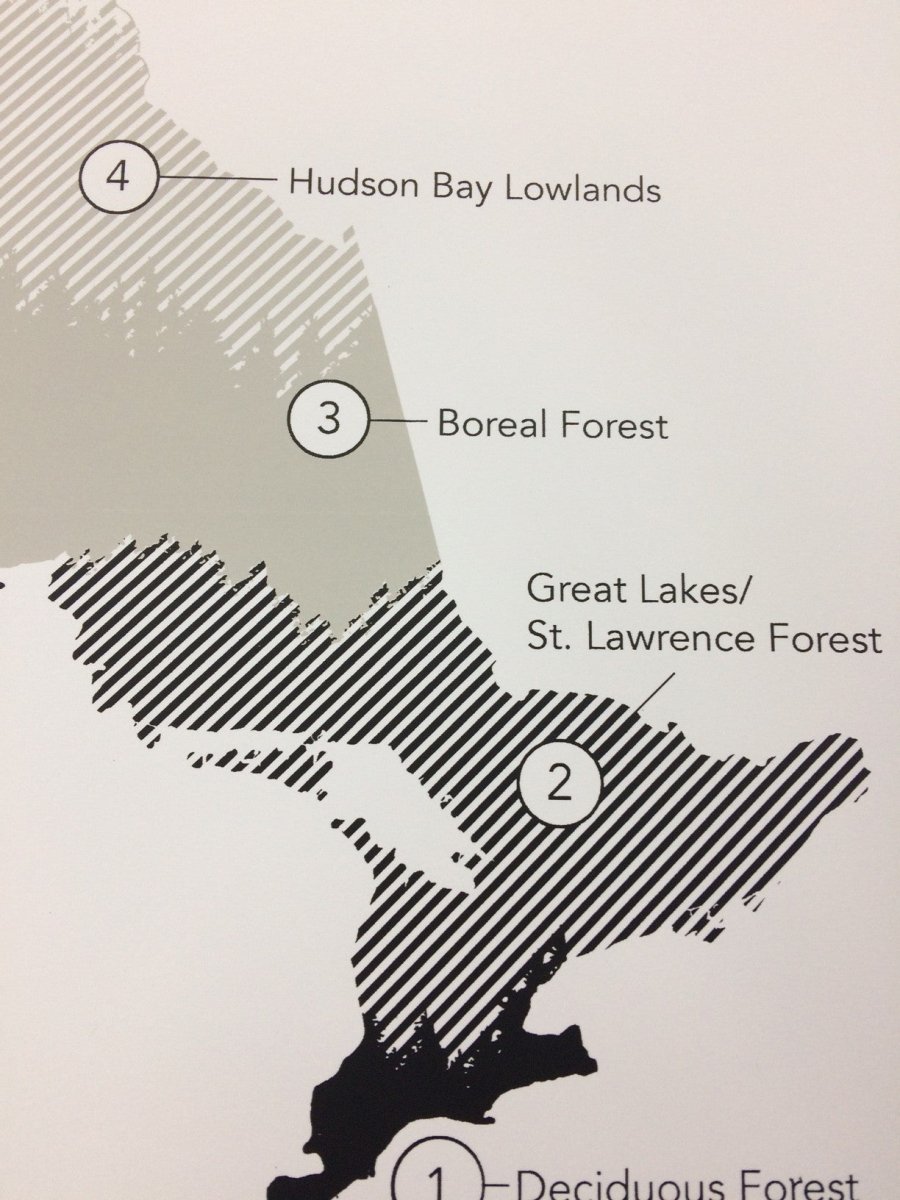 Trees of Ontario Print (18” x 24”) (Final Sale) - Maker House Co.