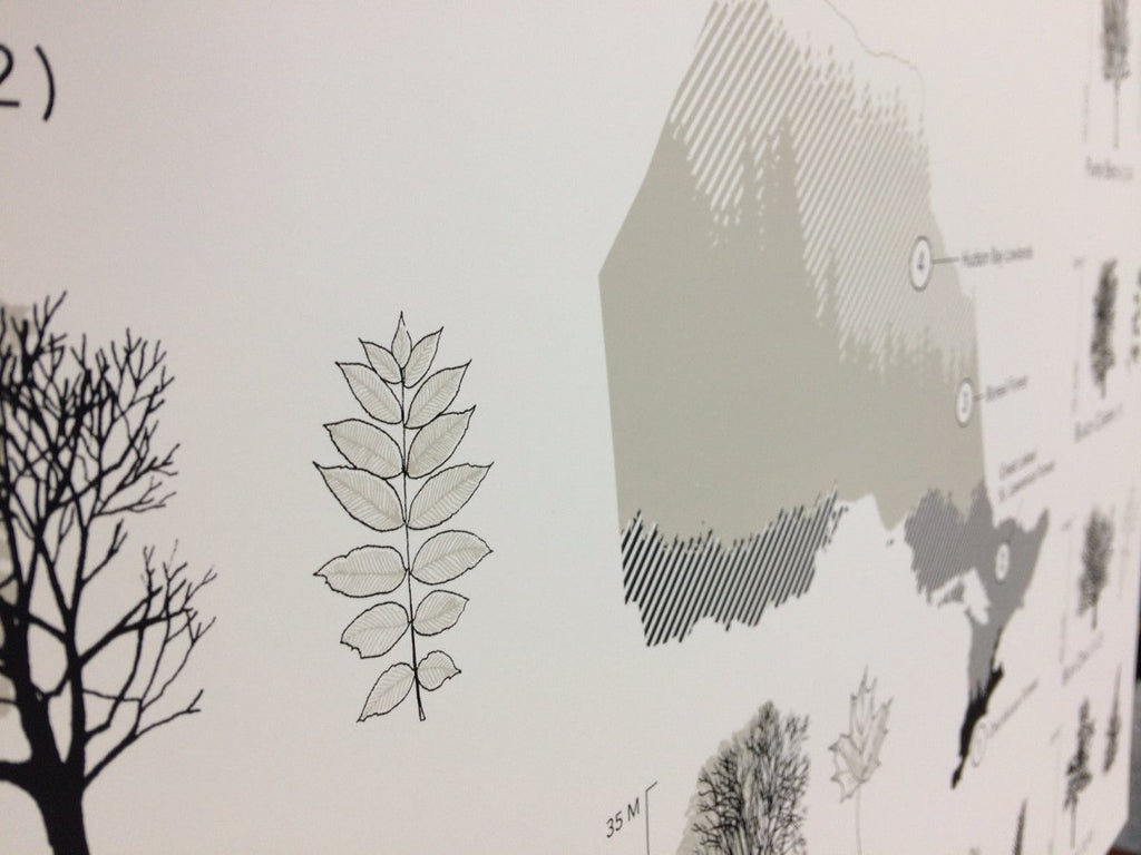 Trees of Ontario Print (18” x 24”) (Final Sale) - Maker House Co.