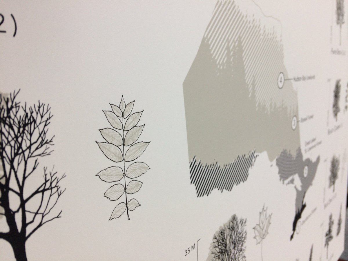 Trees of Ontario Print (18” x 24”) (Final Sale) - Maker House Co.